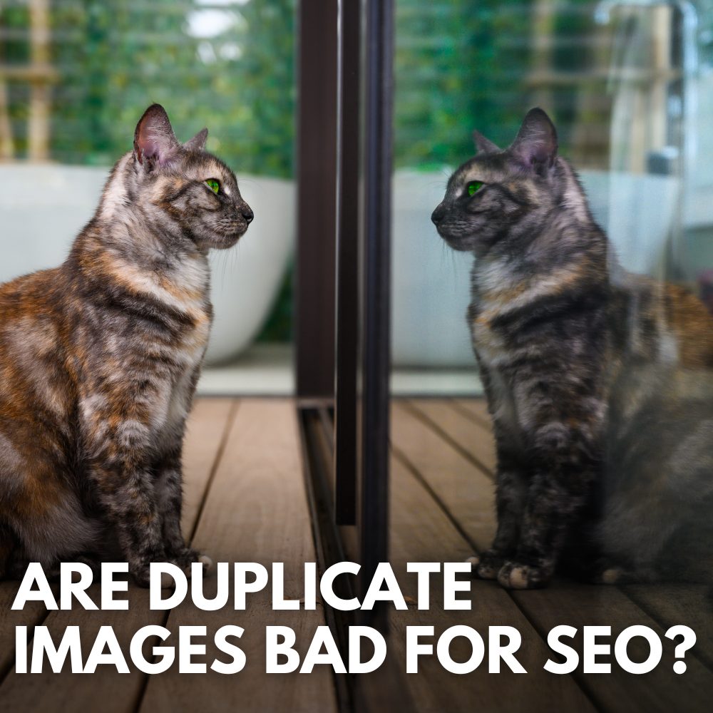 See How Stock Photos Can Impact Your Website's SEO